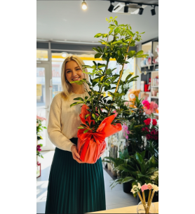 2 Lİ ŞEFLORA BOL YAPRAK VİP BOYLU