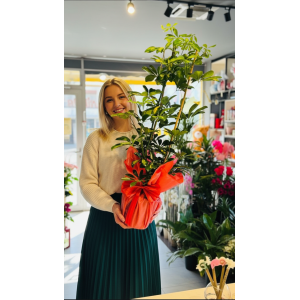 2 Lİ ŞEFLORA BOL YAPRAK VİP BOYLU
