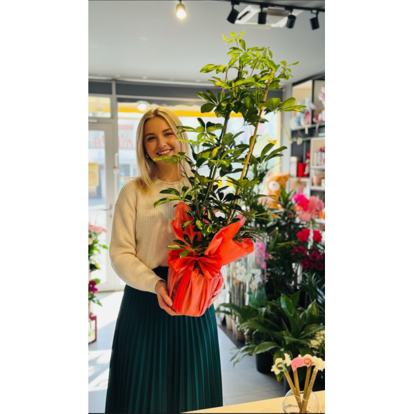 2 Lİ ŞEFLORA BOL YAPRAK VİP BOYLU
