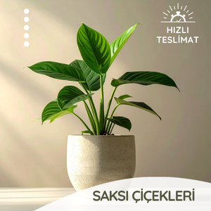 saksi-cicekleri